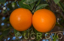 precocedevalencesweetorangecrc3373004