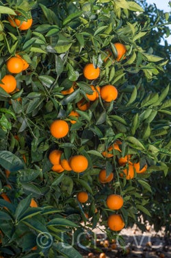 precocedevalencesweetorangecrc3373005