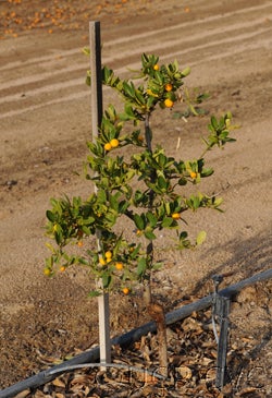 procimequatcvc003_000