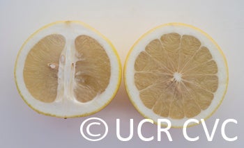 pumapummeloxgrapefruithybridcrc3941005_000