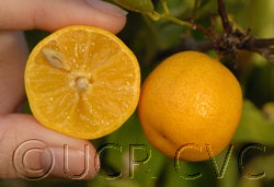 purshaxchinottocvc03_000