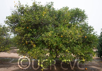 rangpurlimextrifoliatehybridcrc3997001