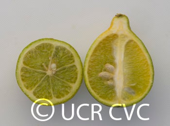 rangpurlimextrifoliatehybridcrc3997009