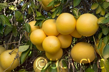 redfleshedpummelocrc2338002