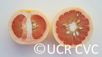 redfleshedpummelocrc2338003