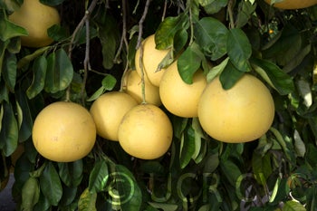 redpummelocrc2245004