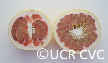 redpummelocrc2245005