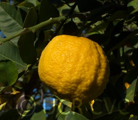 rhobselarsalemonhybridcrc2489003