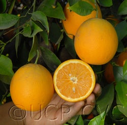 rhoderedvalencia002_000