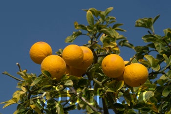 rich16-6trifoliatecrc3485003