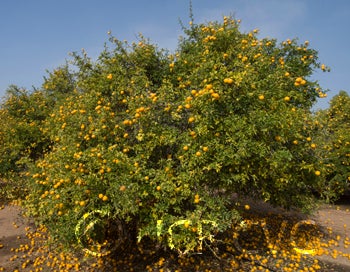 rich22-2trifoliatecrc3211001