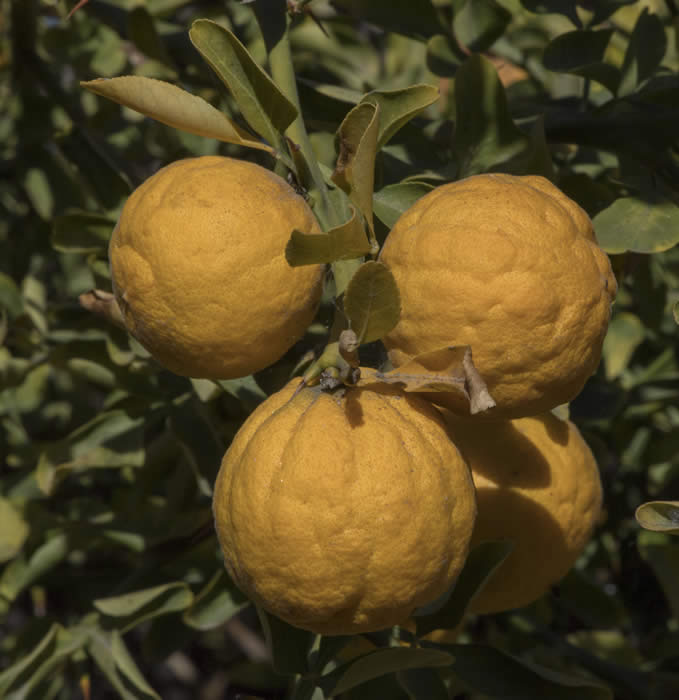 rich22-2trifoliatecrc3211003