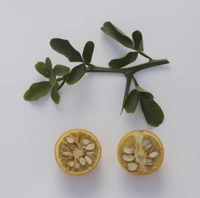 rich22-2trifoliatecrc3211006