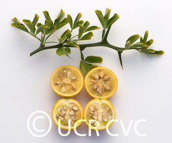 rich7-5trifoliatecrc3587005