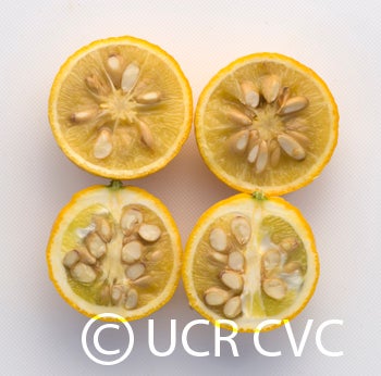 rich7-5trifoliatecrc3587006