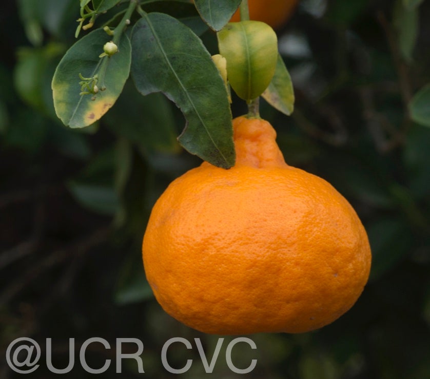 richards_special_mandarin_crc_3329_004.jpg