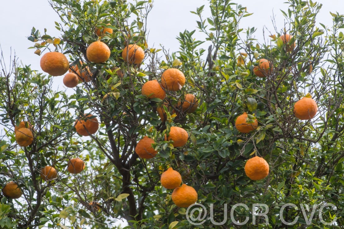 richards_special_mandarin_crc_3329_005.jpg