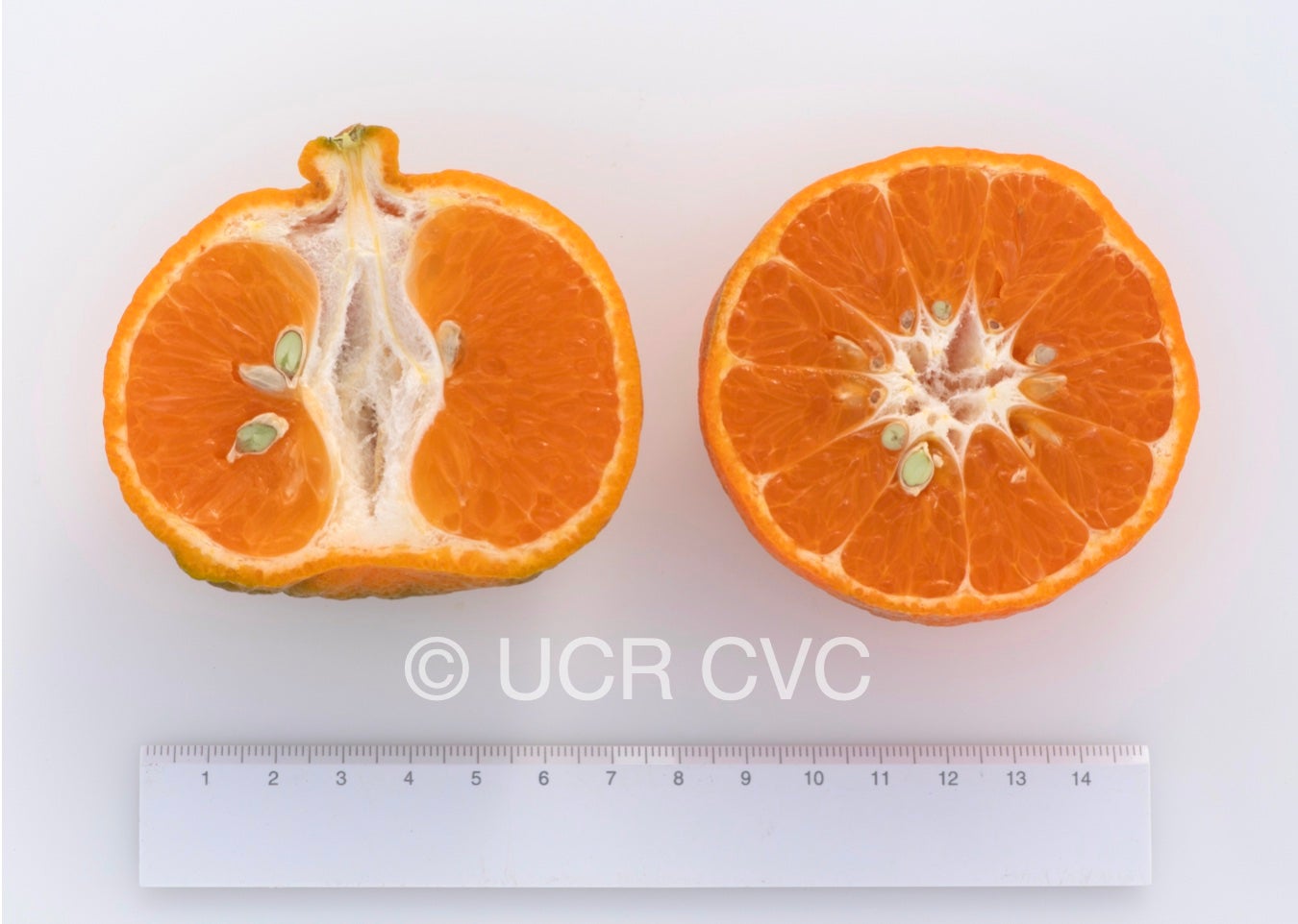 richards_special_mandarin_crc_3329_009.jpg