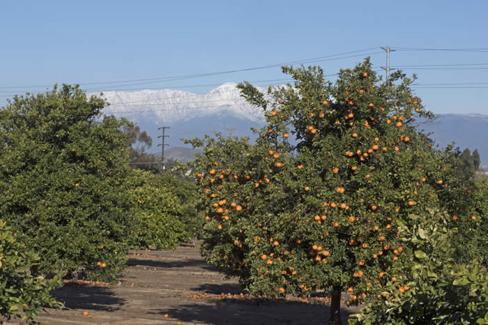 richardsspecialmandarincrc4117009