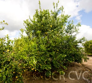 ricotelemoncrc3893001