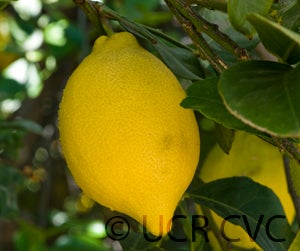 ricotelemoncrc3893003