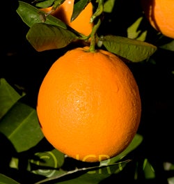 riograndenavelorangecrc3315002