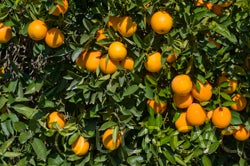 riograndenavelorangecrc3315004