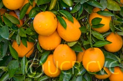 riograndenavelorangecrc3315005