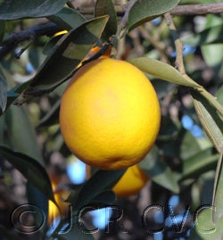 riograndevalleylemonquatcvc002_000