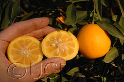 riograndevalleylemonquatcvc010_000