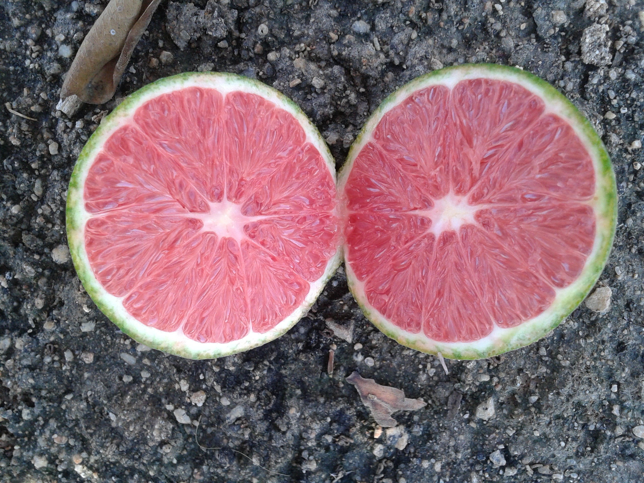 Variegated Cara Cara 12d_v_cara_cara_2012-09-21_10.07.17.jpg