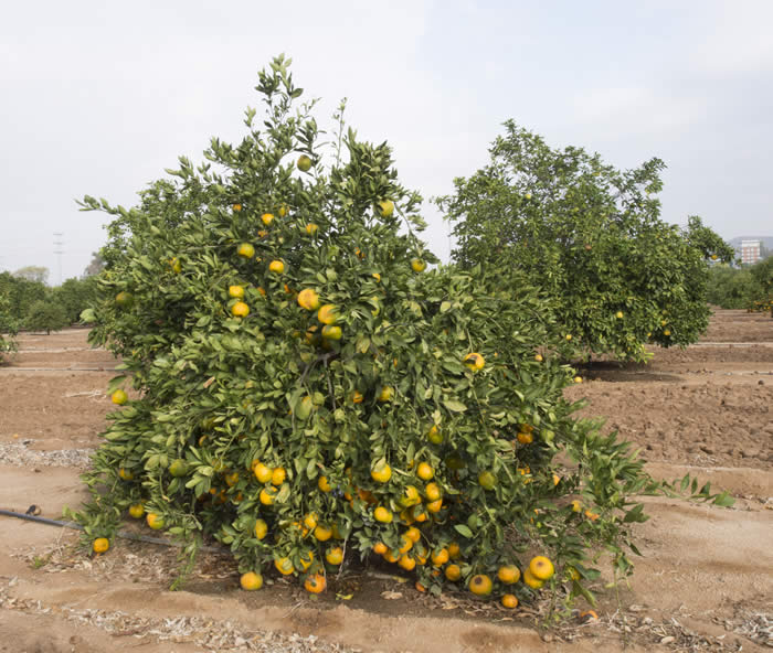 road164satsumamandarincrc4102002