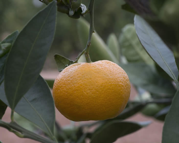 road164satsumamandarincrc4102004