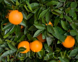 robertsonnavelorangecrc4023002