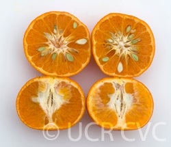 robinsonmandarincrc3850003