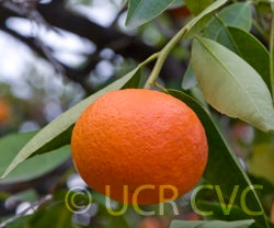 robinsonmandarincrc3850005