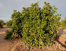 robynnavel_crc4063_008