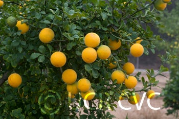 ronnsetrifoliatecrc3570002