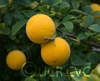 ronnsetrifoliatecrc3570003