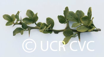 ronnsetrifoliatecrc3570007