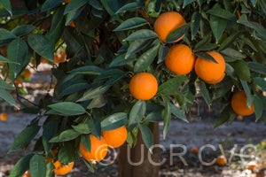 rotumaislandsweetorangecrc3867004