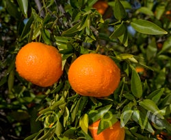 rubidouxmandarincrc4031003