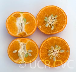 rubidouxmandarincrc4031004