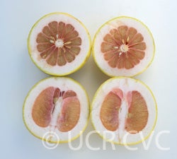 rubidouxpummelocrc4028005