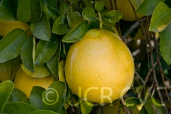 rubidouxpummelocrc4028006