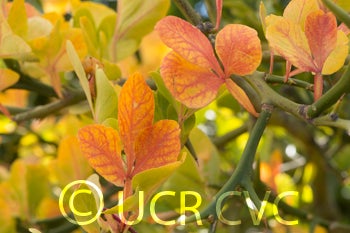 rubidouxtrifoliate123tetraploidngr4639008