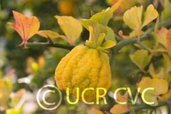 rubidouxtrifoliate123tetraploidngr4639009