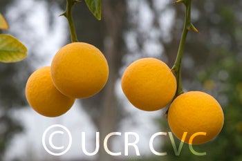 rubidouxtrifoliatecrc838003