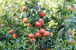 rubybloodorangecrc3827003