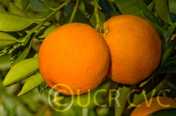 rubybloodorangecrc3827004